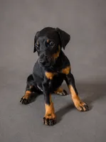Alduin, a male Doberman Pinscher for sale in Brantley, AL – 2 of 5