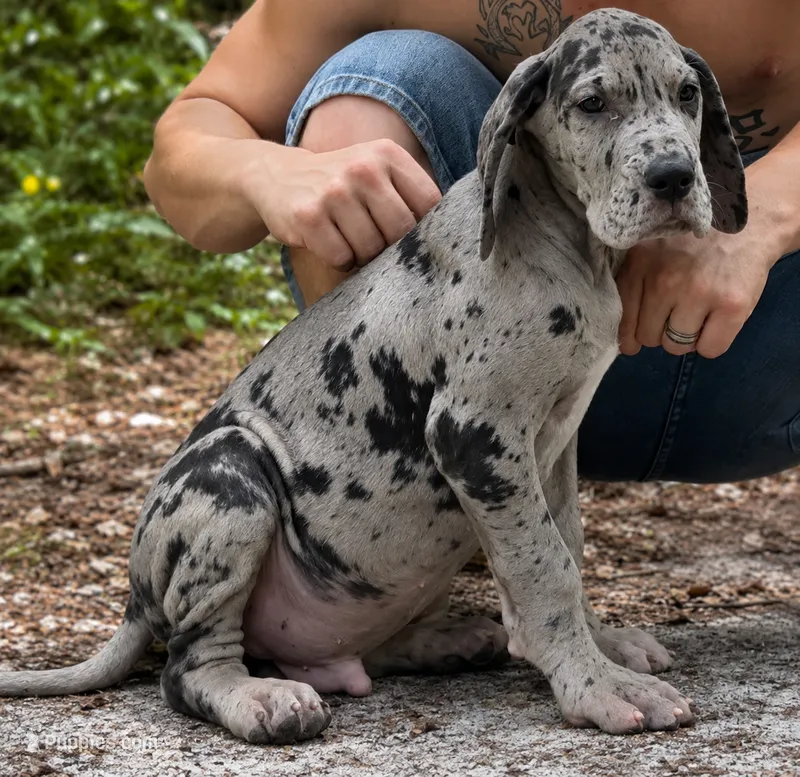 AKC Full euro Merle Male – Great Dane puppy for sale in Lake City, FL