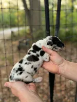 AKC Harl female full euro, a female Great Dane for sale in Lake City, FL – 6 of 6