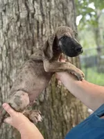 Brindle Merle runt, a male Great Dane for sale in Lake City, FL – 2 of 2
