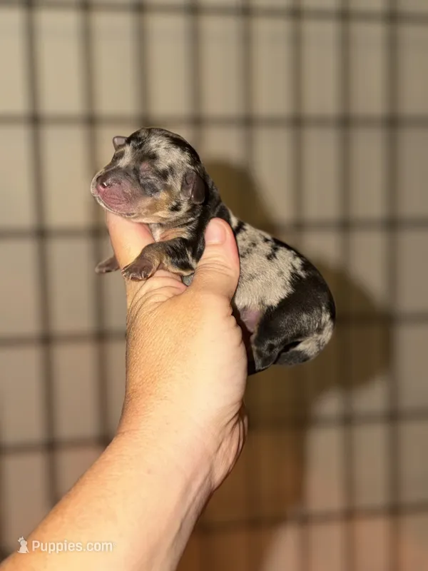 Dapple – Miniature Dachshund puppy for sale in Lake City, FL