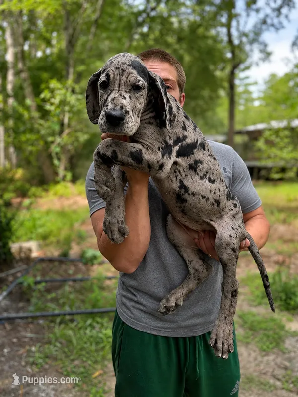 AKC full euro merle female purple collar – Great Dane puppy for sale in Lake City, FL