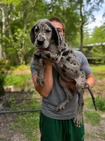 AKC full euro merle female purple collar, a female Great Dane for sale in Lake City, FL – 1 of 1