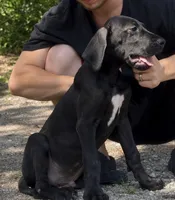 Black , a male Great Dane for sale in Lake City, FL – 2 of 2