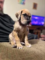 AKC Full euro fawn merle, a female Great Dane for sale in Lake City, FL – 2 of 3