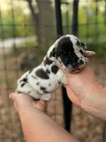 AKC Harl female full euro, a female Great Dane for sale in Lake City, FL – 3 of 6