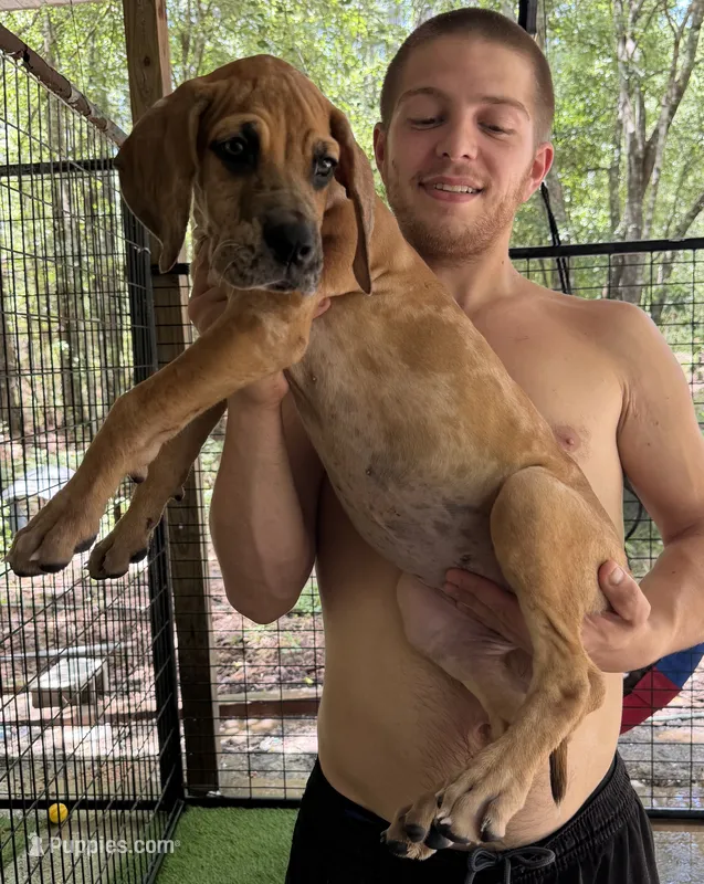 AKC Full euro fawn merle – Great Dane puppy for sale in Lake City, FL