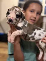 AKC Full Euro Purple Collar, a female Great Dane for sale in Lake City, FL – 1 of 2