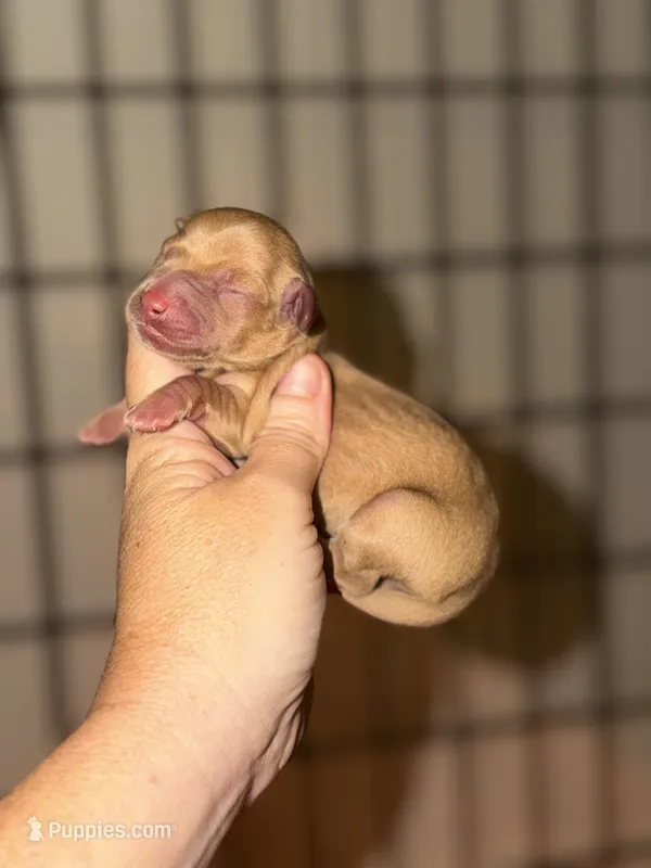 Choco fawn – Miniature Dachshund puppy for sale in Lake City, FL