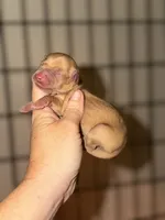 Choco fawn, a female Miniature Dachshund for sale in Lake City, FL – 1 of 1