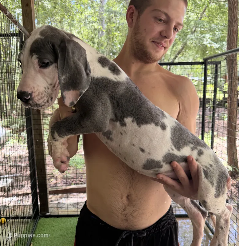 AKC Blue Harlequin Full Euro – Great Dane puppy for sale in Lake City, FL