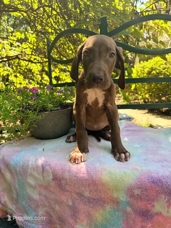 Choco – Great Dane puppy for sale in Lake City, FL
