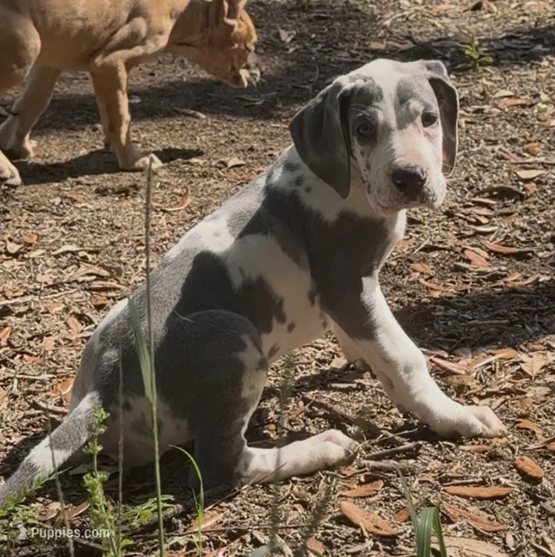 AKC Blue Harlequin Full Euro – Great Dane puppy for sale in Lake City, FL