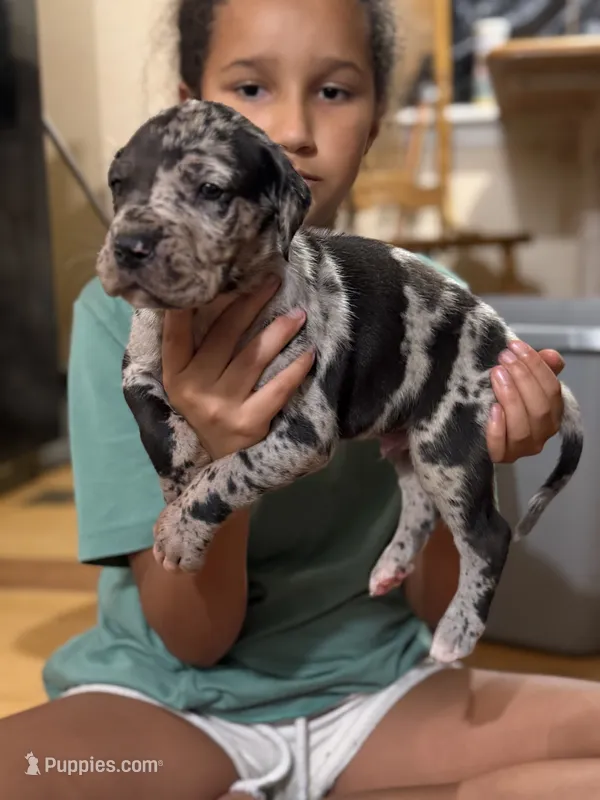 AKC Full Euro Green Collar – Great Dane puppy for sale in Lake City, FL
