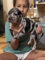AKC Full Euro Green Collar, a male Great Dane for sale in Lake City, FL – 1 of 3