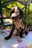 Harl, a male Great Dane for sale in Lake City, FL – 1 of 1