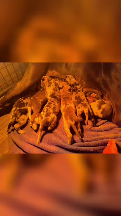 AKC Full Euro Green Collar, a male Great Dane for sale in Jacksonville Beach, FL – 2 of 2