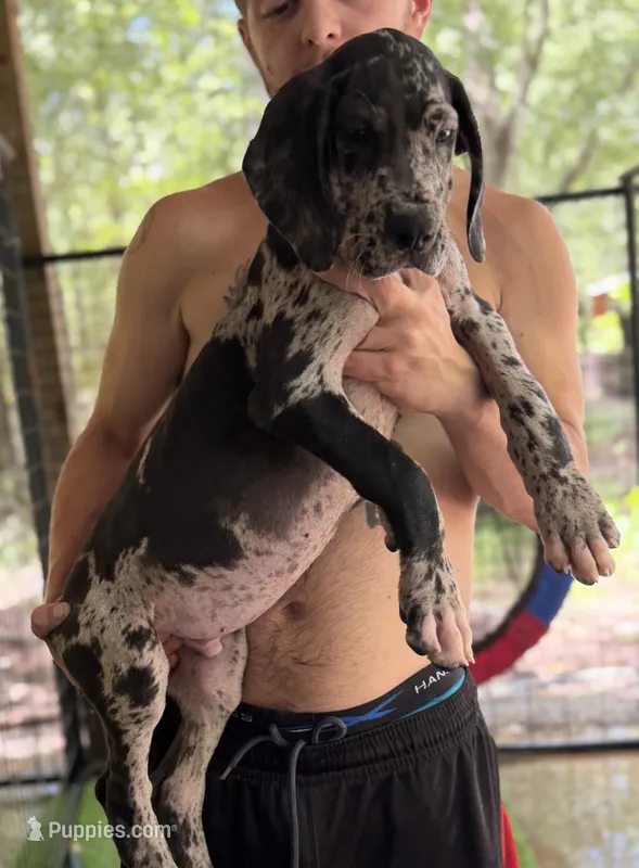 AKC Full Euro Green Collar – Great Dane puppy for sale in Lake City, FL