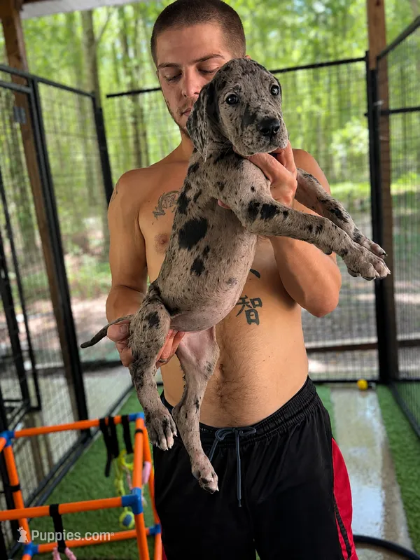 AKC Full Euro Merle female – Great Dane puppy for sale in Lake City, FL