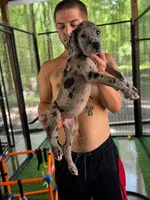 AKC Full Euro Merle female pink collar, a female Great Dane for sale in Lake City, FL – 3 of 8