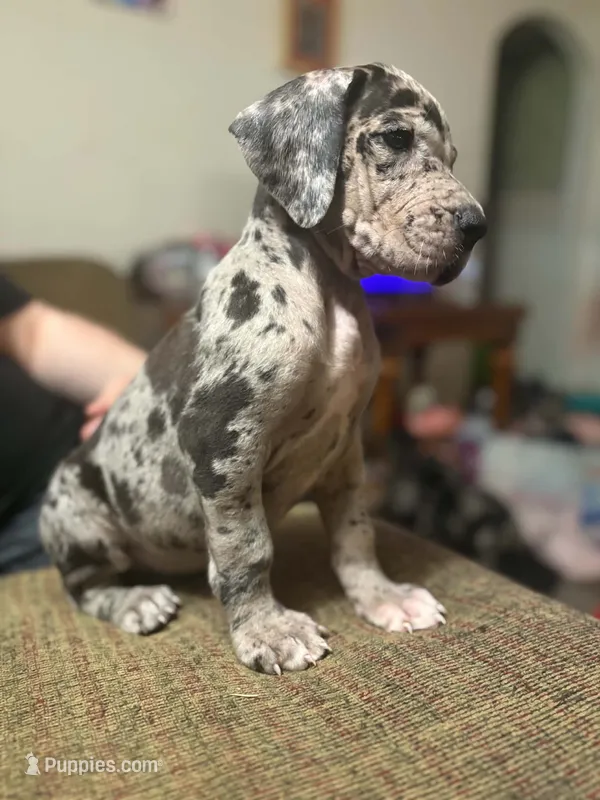 AKC Full Euro Orange Collar – Great Dane puppy for sale in Lake City, FL