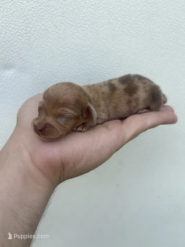 AKC mini doxie – Miniature Dachshund puppy for sale in Lake City, FL