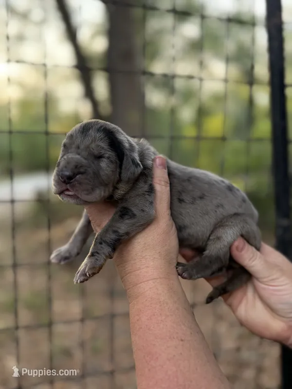 AKC Full Euro Merle – Great Dane puppy for sale in Lake City, FL
