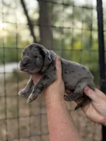 AKC Full Euro Merle, a male Great Dane for sale in Lake City, FL – 1 of 3