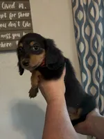 Black and Tan LH, a male Miniature Dachshund for sale in Lake City, FL – 2 of 2