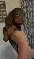 Chocolate and Tan LH, a male Miniature Dachshund for sale in Lake City, FL – 2 of 2