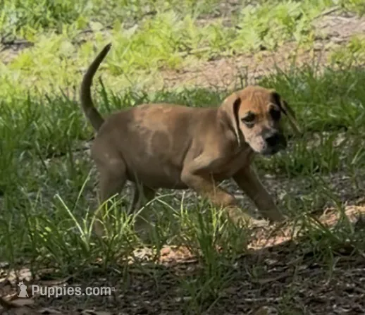 AKC Full euro fawn merle – Great Dane puppy for sale in Lake City, FL