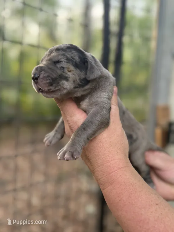 AKC Full Euro Merle  – Great Dane puppy for sale in Lake City, FL
