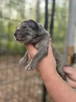AKC Full Euro Merle , a female Great Dane for sale in Lake City, FL – 1 of 3