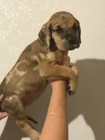 AKC Full euro fawn merle, a female Great Dane for sale in Lake City, FL – 3 of 3