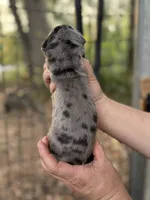 AKC Full Euro Merle, a male Great Dane for sale in Lake City, FL – 3 of 3