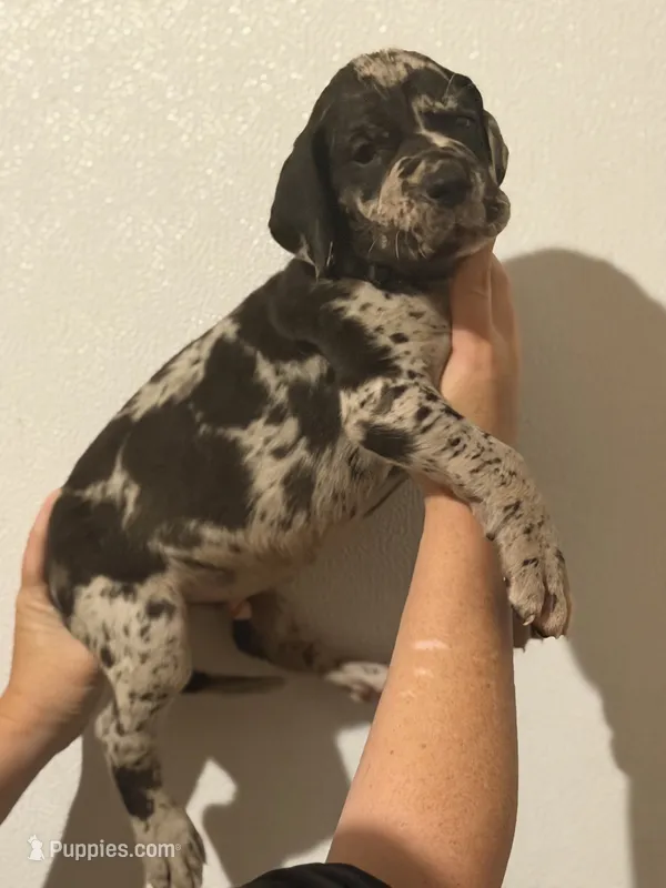 AKC Full Euro Yellow Collar  – Great Dane puppy for sale in Lake City, FL