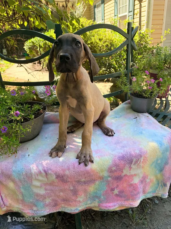 Fawn – Great Dane puppy for sale in Lake City, FL
