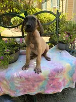 Fawn, a female Great Dane for sale in Lake City, FL – 1 of 1