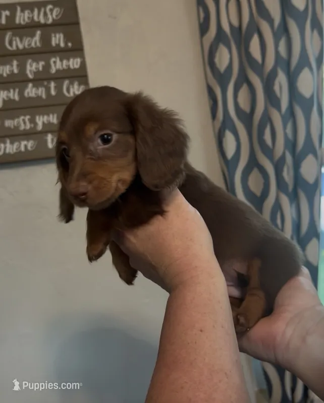 Chocolate and Tan LH – Miniature Dachshund puppy for sale in Lake City, FL