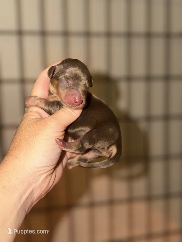 Choco and tan – Miniature Dachshund puppy for sale in Lake City, FL
