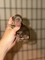 Choco and tan, a male Miniature Dachshund for sale in Lake City, FL – 1 of 1