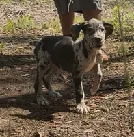 AKC Full Euro Green Collar, a male Great Dane for sale in Lake City, FL – 7 of 10