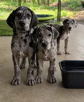 AKC Full Euro Merle female pink collar, a female Great Dane for sale in Lake City, FL – 8 of 8