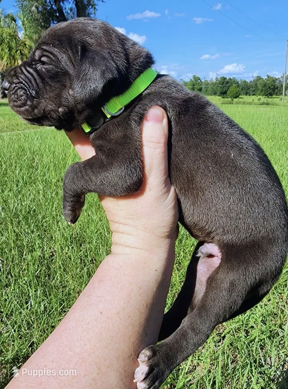 Black – Great Dane puppy for sale in Lake City, FL