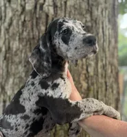 Merle, a male Great Dane for sale in Lake City, FL – 2 of 3