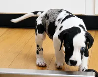 Harl, a male Great Dane for sale in Lake City, FL – 4 of 5