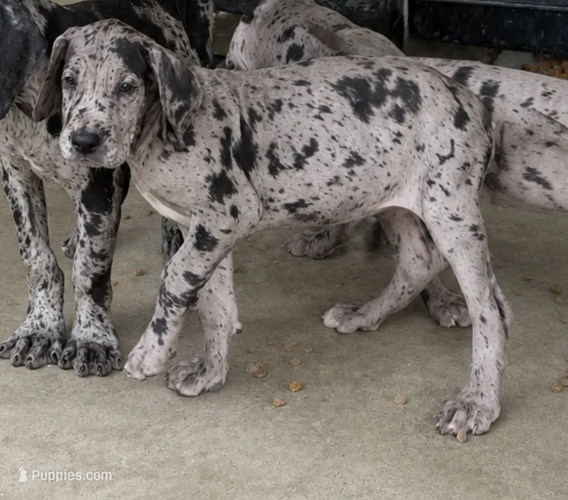 AKC Full Euro Merle female – Great Dane puppy for sale in Lake City, FL