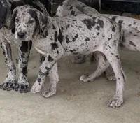 AKC Full Euro Merle female pink collar, a female Great Dane for sale in Lake City, FL – 1 of 8