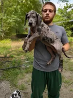 AKC Full Euro Merle female pink collar, a female Great Dane for sale in Lake City, FL – 2 of 8