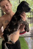 AKC full euro Merle female, a female Great Dane for sale in Lake City, FL – 2 of 3